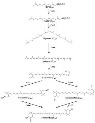 Enhanced Production of Astaxanthin by Co-culture of Paracoccus haeundaensis and Lactic Acid Bacteria